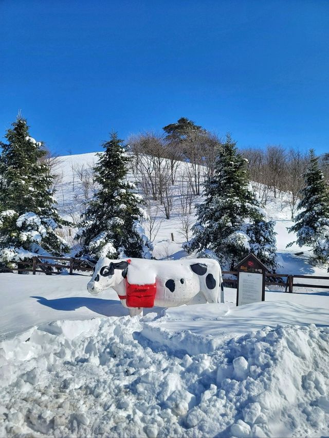 눈쌓인 동물체험장 어떤데🥹❄️