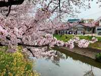 แม่น้ำโกโจ Iwakura (เทศกาลชมดอกซากุระ)🌸