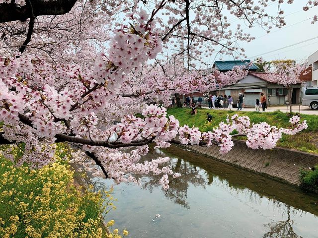 แม่น้ำโกโจ Iwakura (เทศกาลชมดอกซากุระ)🌸