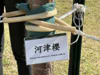 香港好去處．坐港鐵屯馬線去賞櫻(二)．馬鞍山恆明街  坐 #港鐵屯馬線 除了可以去天水圍公園賞櫻，還可以去 #馬鞍山 #恆明街休憩處 #賞櫻。  在 #恆安站 下車，經A出口步行約5分鐘便