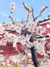 【平井白髭神社/東京都】広々とした境内と個性的な狛犬