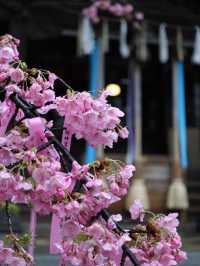 可愛いが詰まってる🎀ピンクのリボン×河津桜の桜神宮