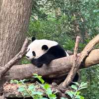 Giant Panda Breeding Research Base Chengdu