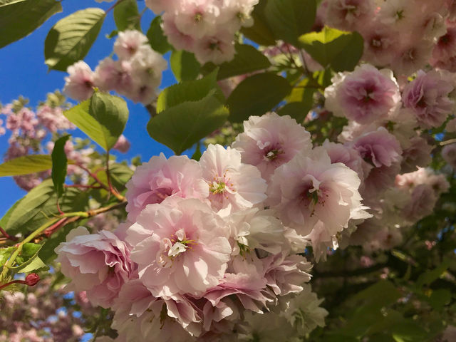 The best spots to see cherry blossom.