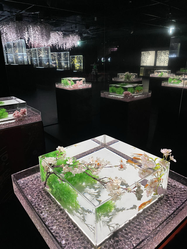 【アートアクアリウム美術館 GINZA /東京都】春を先取り！幻想的空間の桜と金魚