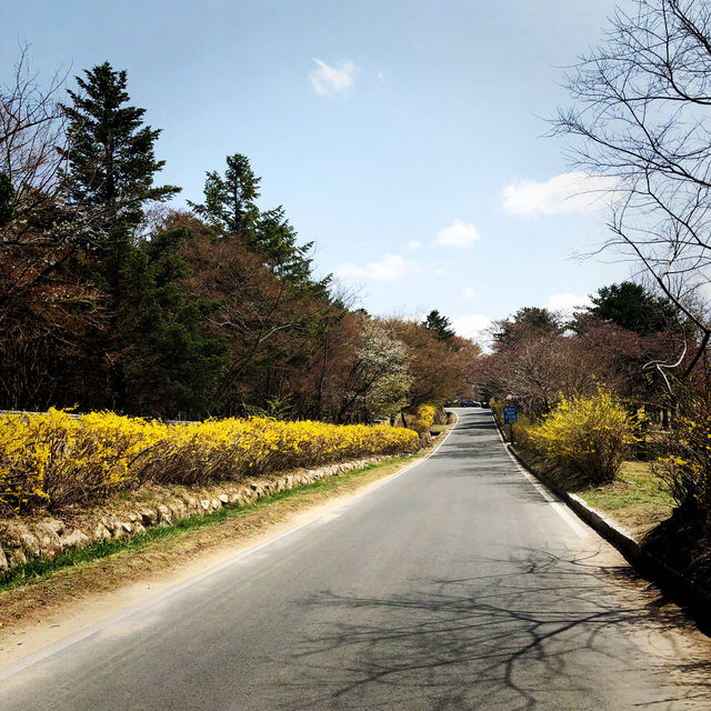 【慶州 佛國寺】世界文化遺產 賞櫻熱門地點🌸