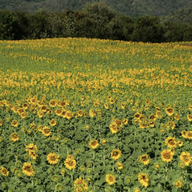 Lopburi Sunflower Field (Nov-Jan)