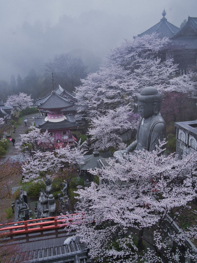 【奈良×桜】まるで桜の雲に包まれてるかのようなフォトジェニックな桜スポット🌸