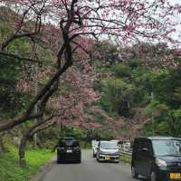 賞櫻勝地【夢幻櫻海】折本山公園