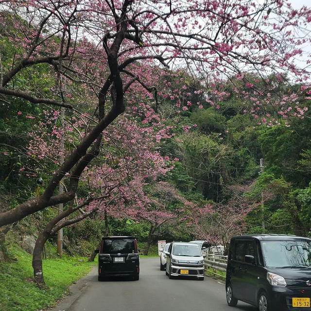 賞櫻勝地【夢幻櫻海】折本山公園