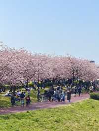 東京寶藏賞櫻地點大公開！