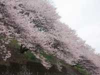 Harumeki Sakura ซากุระบานสวยที่ Kanagawa