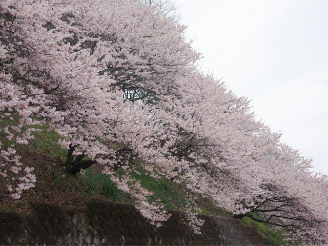 Harumeki Sakura ซากุระบานสวยที่ Kanagawa