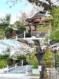 【法明寺/東京都】池袋の隠れ桜スポット