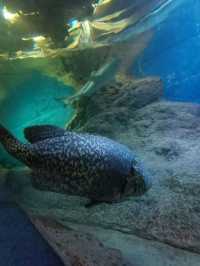 วัหยุดเที่ยว Under Water World Pattaya กันเถอะ