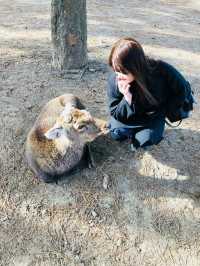 사슴천국 오사카 나라공원🫎