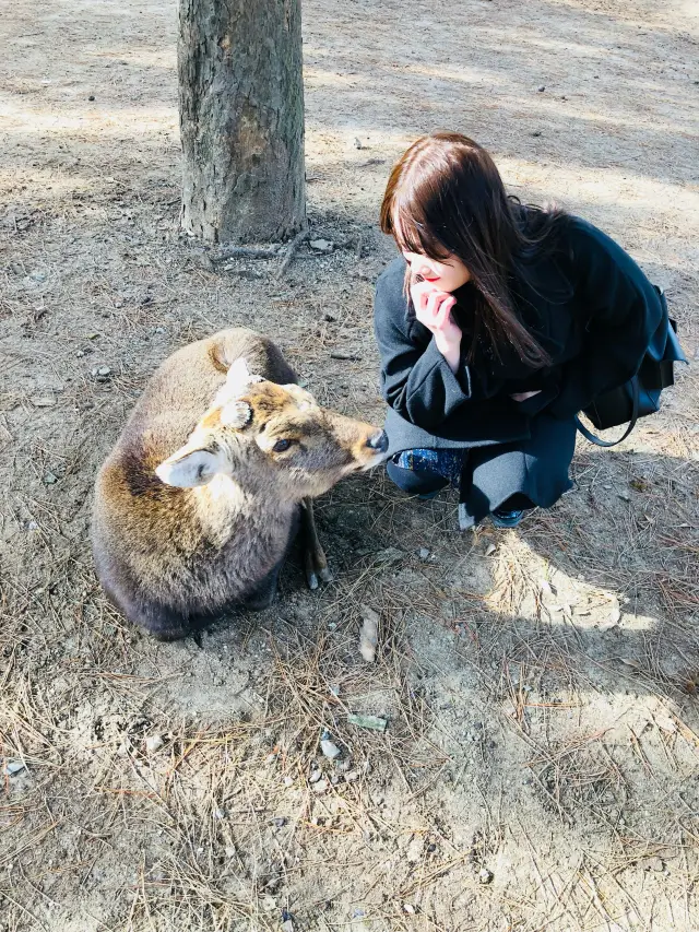 鹿的天堂 大阪奈良公園🫎