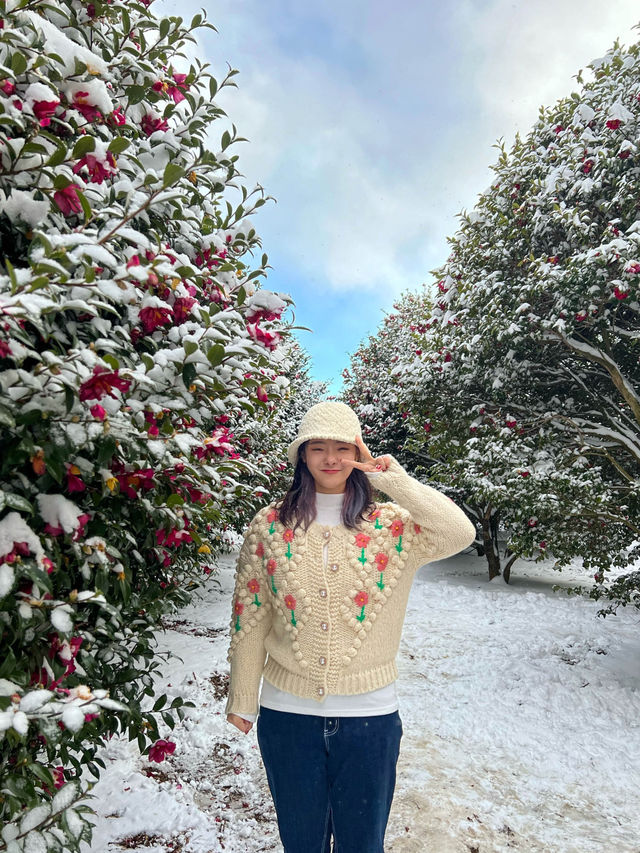 제주 동백꽃 명소!🌺