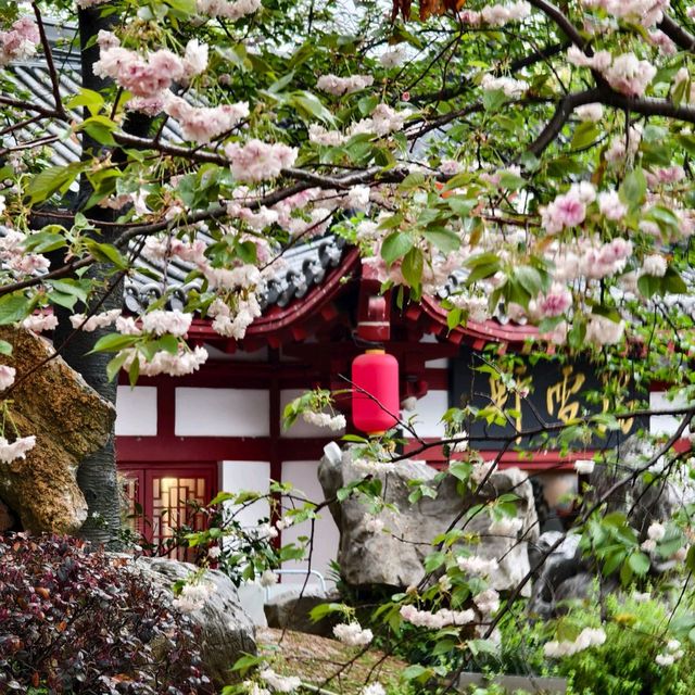 美麗的東湖櫻花園