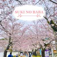 🌸ชมซากุระที่ถนนซากุระSugi no baba
