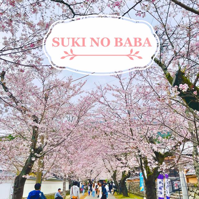 🌸ชมซากุระที่ถนนซากุระSugi no baba