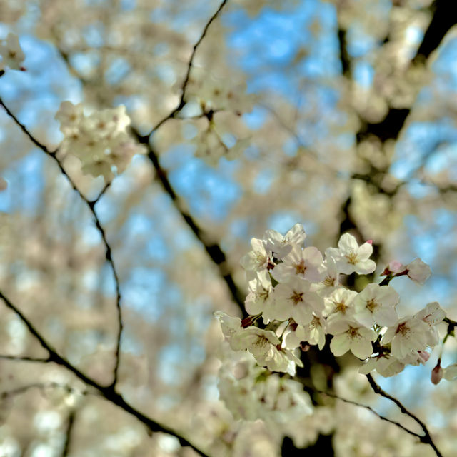 石垣池公園