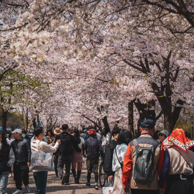 Beautiful CherryBlossomof YeouidoHangang Park