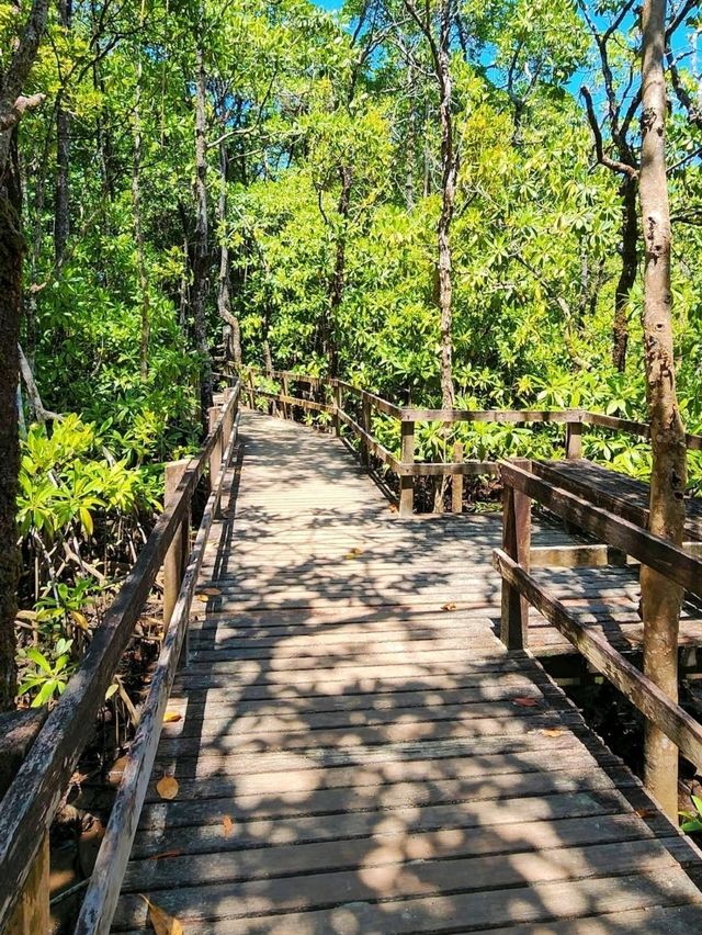 Daintree National Park