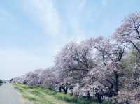 【日本賞櫻】🌸熊谷櫻堤：粉紅櫻花隧道，夜晚櫻花點燈。適合3月底到4月初