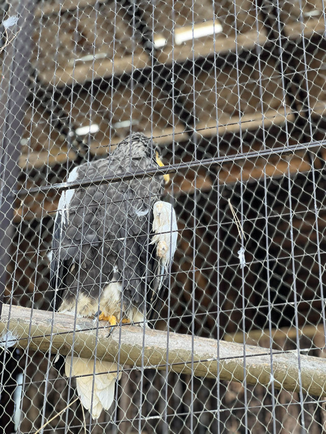 暢遊市區動物園🙉北海道圓山動物園🫶🏻