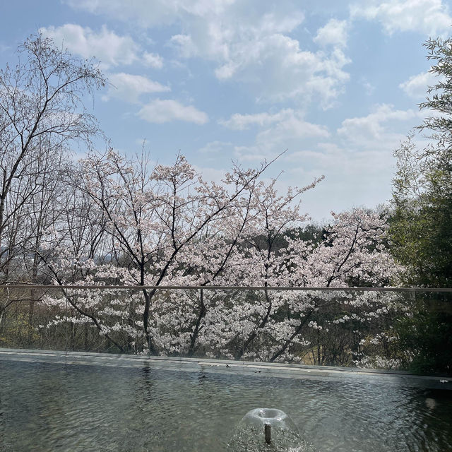 서울근교 여행! 경기도 벚꽃명소에 호캉스까지 힐링 여행 코스