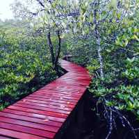 🌴 Amazing experience exploring the mangrove paths of Koh Chang 🌴