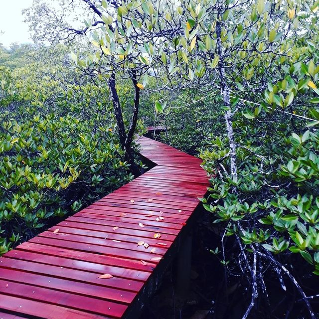 🌴 Amazing experience exploring the mangrove paths of Koh Chang 🌴