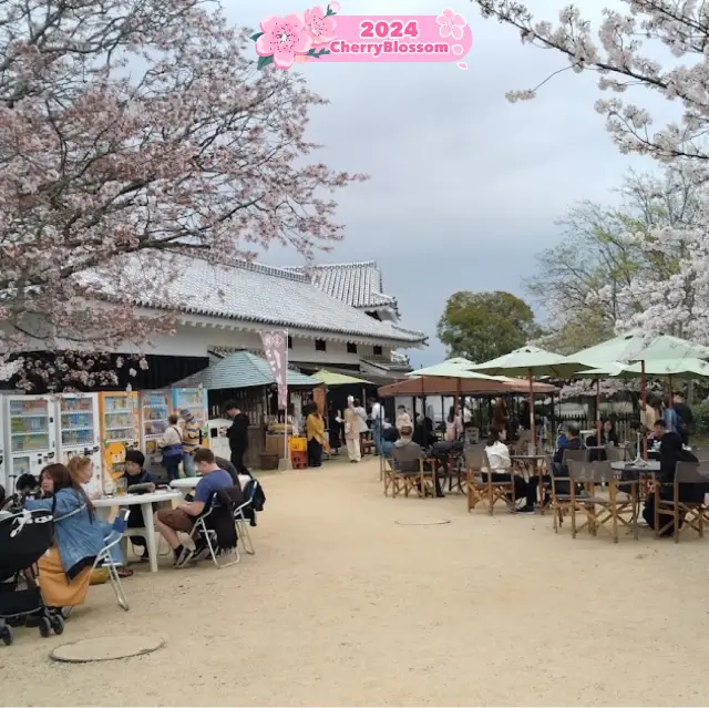 In Love 😍 with the Blooming Blossoms🌸♥️ !