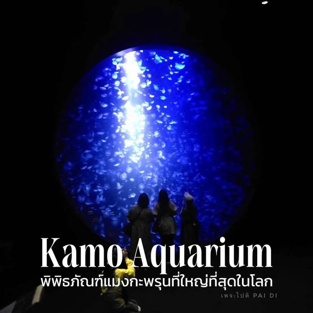 Kamo Aquarium พิพิธภัณฑ์สัตว์น้ำคาโม 