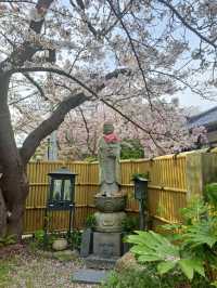 【春旅】桜香る有馬をお散歩♪