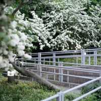 「蔡厝港公園：綠意盎然的自然綠洲，感受大自然的放鬆」