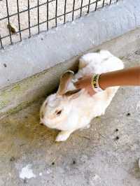 Feeding Animals in the Bentong Farm