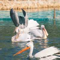 新加坡飛禽公園：近距離觀賞珍稀飛禽，絕佳地方領略鳥類奇觀！