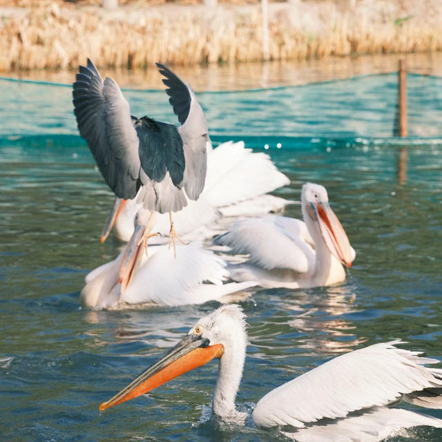 新加坡飛禽公園：近距離觀賞珍稀飛禽，絕佳地方領略鳥類奇觀！