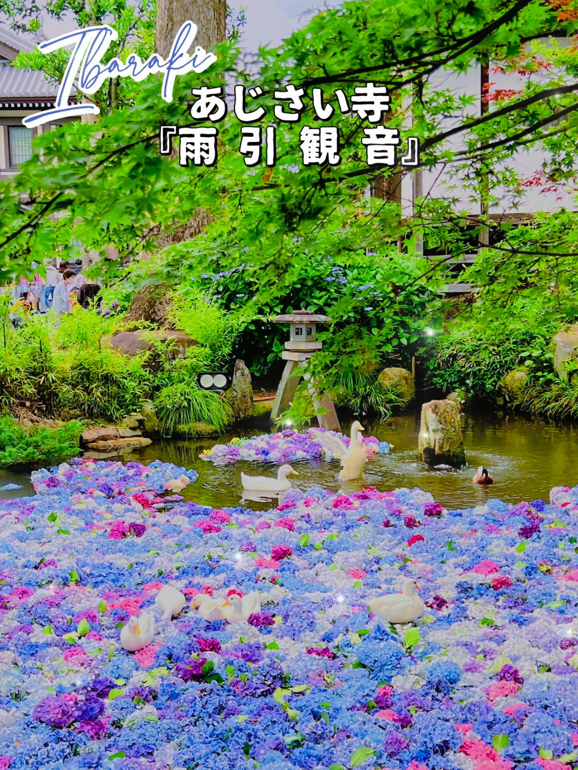 茨城】紫陽花の水中花が絶景すぎる💙一度は行きたいあじさい寺 | Trip