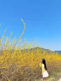 🌼지금 당장 가야하는 하동 개나리 뚝방길🌼