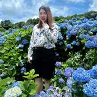 🌸繡球花季開跑囉🏃‍♀️🏃‍♀️🏃‍♀️