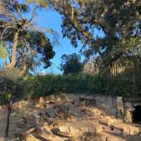 九州自然動物公園：近距離觀賞野生動物，感受原始自然王國