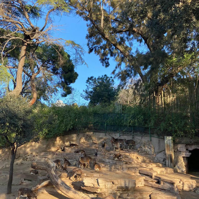 九州自然動物公園：近距離觀賞野生動物，感受原始自然王國