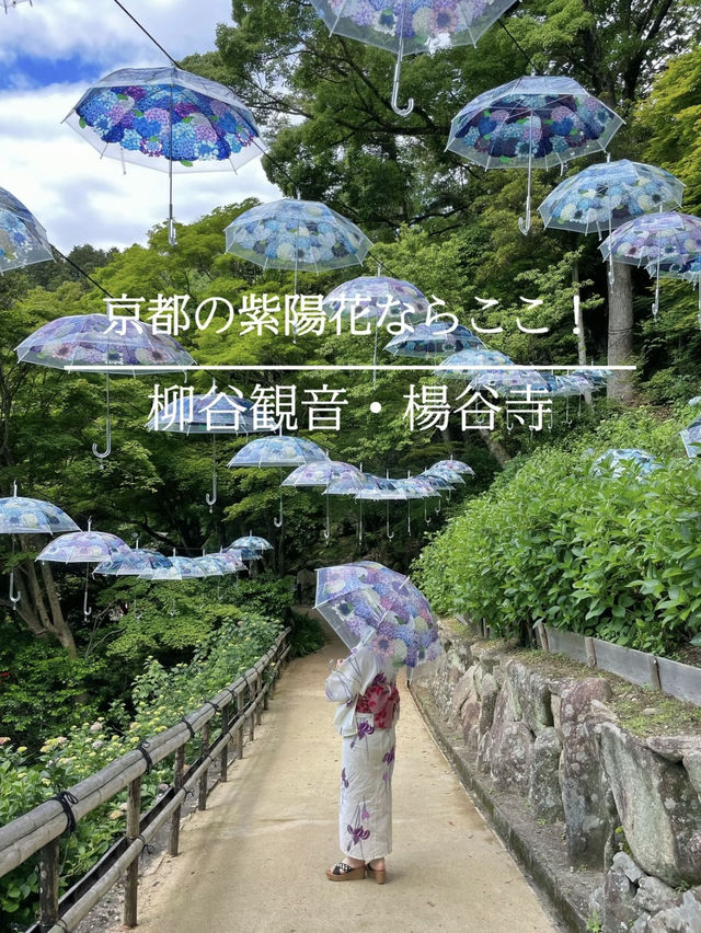 絶対行きたくなる❣️京都の映え紫陽花スポット☺️💠💐