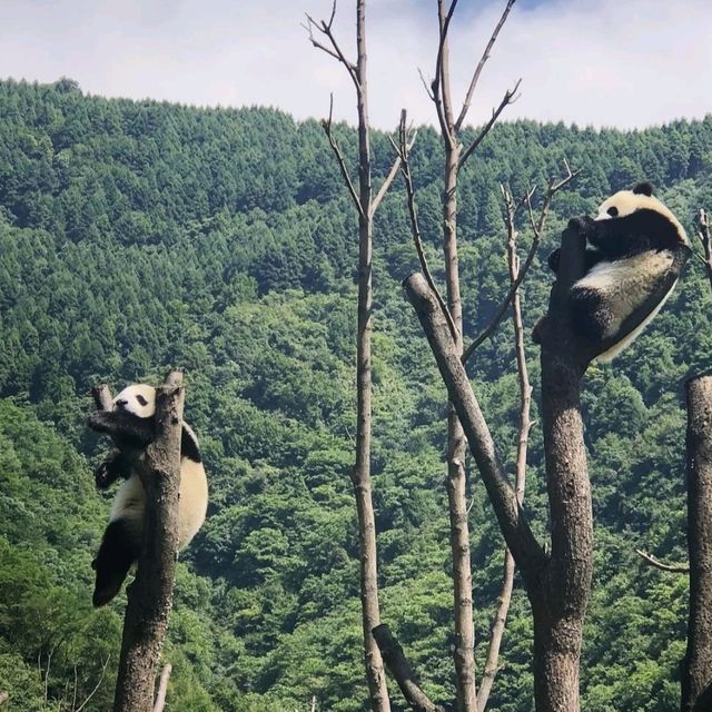 臥龍中華大熊貓苑神樹坪基地