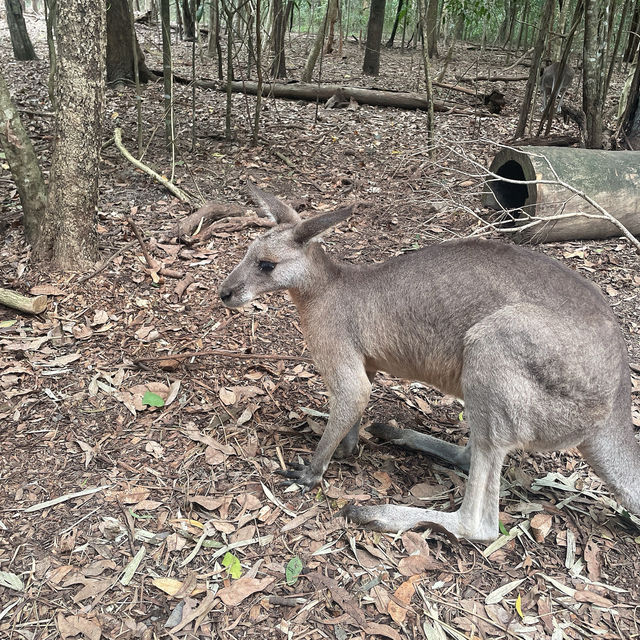 【Cairns🇦🇺②】動物好き必見動物園「ハートリーズ動物園」
