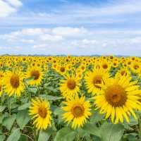 \無料/絶景40万本のひまわり畑🌻✨らんらんバス時刻表付き🚎🌻iPhone撮影も最後にあるよ📱🌻