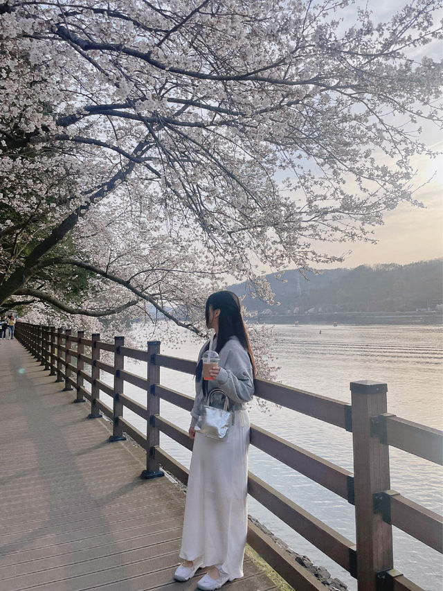 벚꽃맛집 안동 월영교🌸🌙